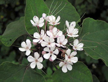 Cây Bạch đồng nữ