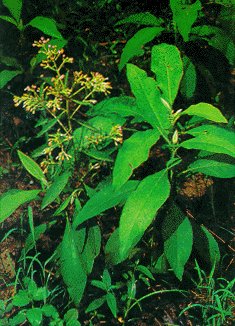 Cây Đại bi